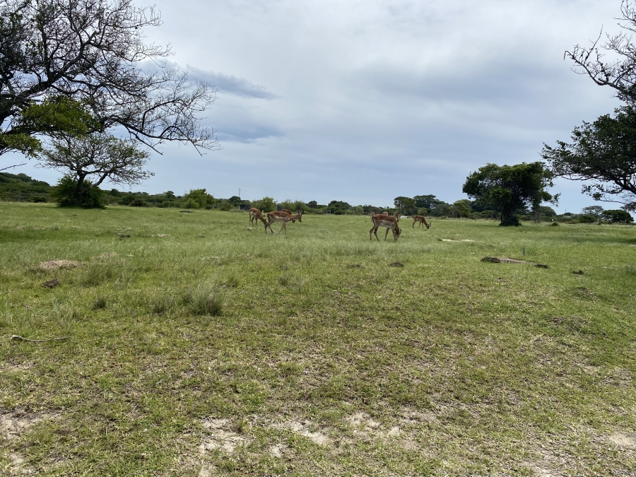0 Bedroom Property for Sale in Cove Rock Eastern Cape